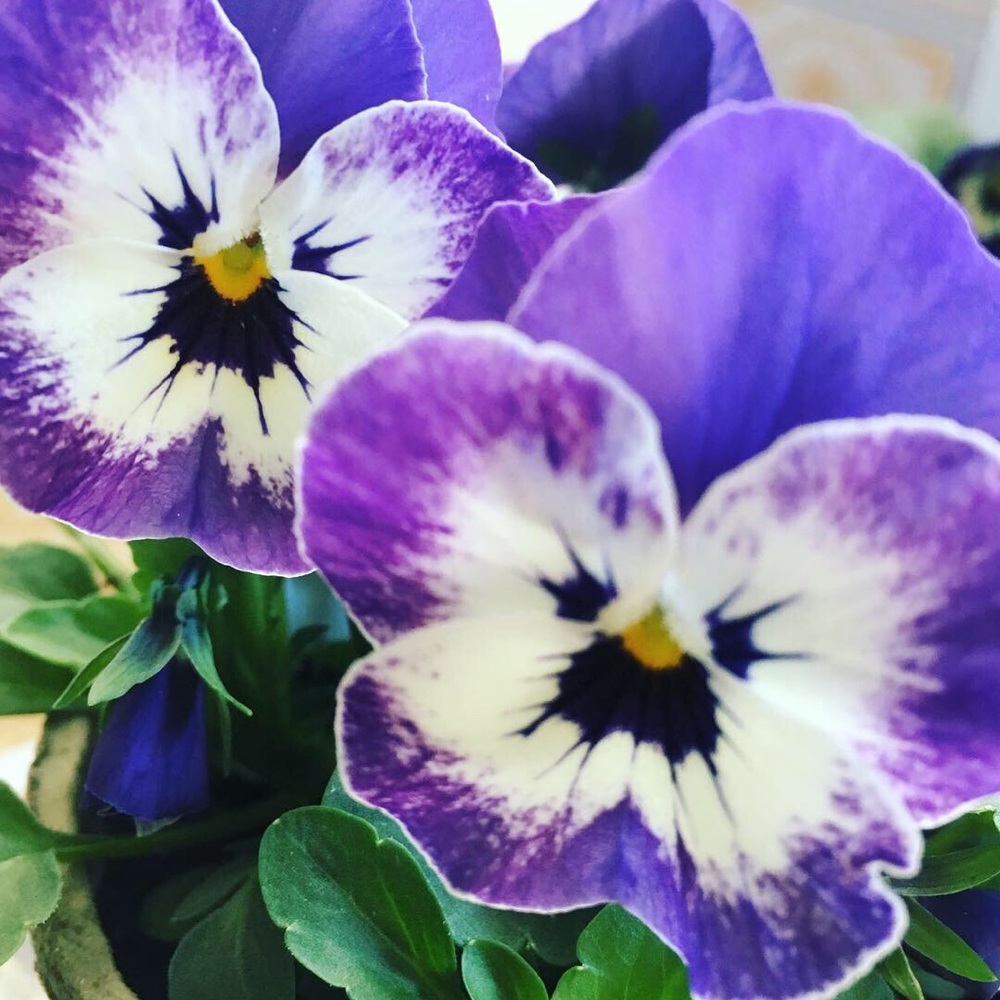 Meet your Posher, Sonia